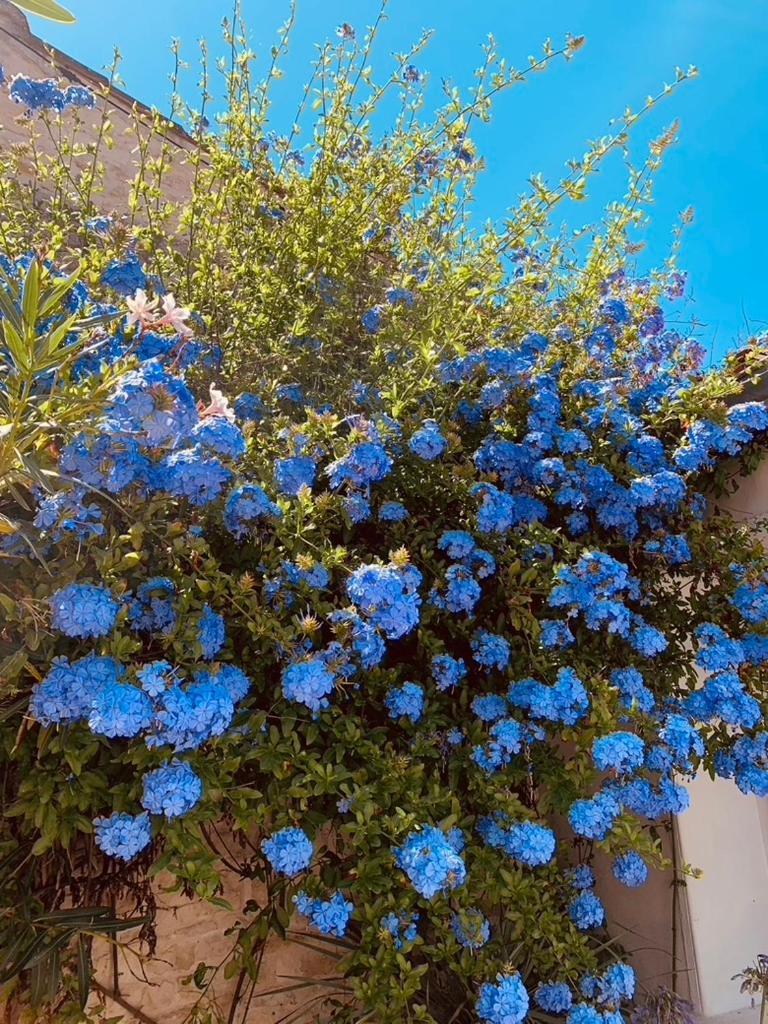 Maison Face Au Soleil เลอบัวส์-ปลาจ-อ็อง-เร ภายนอก รูปภาพ
